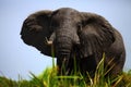 The African bush elephant ,Loxodonta africana. A very big bul standing among the reeds. Big male standing above the river bank Royalty Free Stock Photo