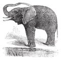 African Bush Elephant or Loxodonta africana, vintage engraving