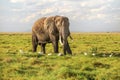 African bush elephant Loxodonta africana waliking in low savanna grass, white heron birds around on ground