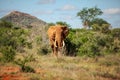 African bush elephant Loxodonta africana walking from bush and Royalty Free Stock Photo