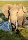 African bush elephant Loxodonta africana in wet swamp grass / shallow lake. Close encounter during safari in Amboseli park, Royalty Free Stock Photo