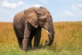African bush elephant Royalty Free Stock Photo