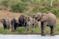 The African bush elephant Loxodonta africana, a young male drinking, a group of female elephants with young coming. A large