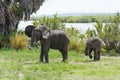 African bush elephant male and calve Royalty Free Stock Photo