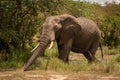 African bush elephant in mud stretches trunk Royalty Free Stock Photo