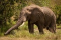 African bush elephant in mud stretching trunk Royalty Free Stock Photo