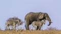 African bush elephant and Plains zebra in Kruger National park, Royalty Free Stock Photo