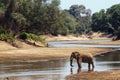 African bush elephant in the riverbank in Kruger National park