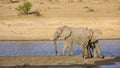 African bush elephant in the riverbank, in Kruger Park, South Africa Royalty Free Stock Photo