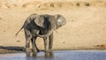 African bush elephant in the riverbank, in Kruger Park, South Africa Royalty Free Stock Photo