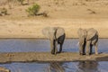 African bush elephant in the riverbank, in Kruger Park, South Africa Royalty Free Stock Photo