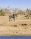 African bush elephant in the riverbank, in Kruger Park, South Africa Royalty Free Stock Photo