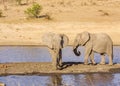 African bush elephant in the riverbank, in Kruger Park, South Africa Royalty Free Stock Photo