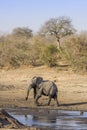 African bush elephant in the riverbank, in Kruger Park, South Africa Royalty Free Stock Photo