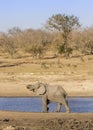 African bush elephant in the riverbank, in Kruger Park, South Africa Royalty Free Stock Photo