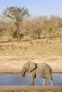 African bush elephant in the riverbank, in Kruger Park, South Africa Royalty Free Stock Photo