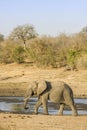 African bush elephant in the riverbank, in Kruger Park, South Africa Royalty Free Stock Photo