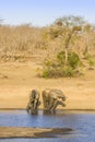 African bush elephant in the riverbank, in Kruger Park, South Africa Royalty Free Stock Photo