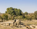 African bush elephant in the riverbank, in Kruger Park, South Africa Royalty Free Stock Photo