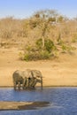 African bush elephant in the riverbank, in Kruger Park, South Africa Royalty Free Stock Photo