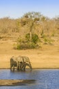 African bush elephant in the riverbank, in Kruger Park, South Africa Royalty Free Stock Photo