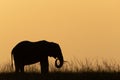 African bush elephant on skyline at dusk