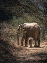 African Bush Elephant - small baby elephant with its mother, drinking, sucking milk, walking and eating leaves Royalty Free Stock Photo