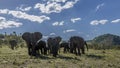 African bush elephant in Kruger National park, South Africa