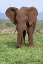 African bush elephant, South Africa