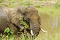 African bush elephant standing in the riverbank, savannah