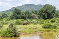 African bush elephant standing in the riverbank, savannah