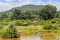 African bush elephant standing in the riverbank, savannah