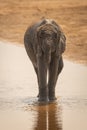African bush elephant stands drinking in water Royalty Free Stock Photo