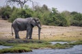 African bush elephant stands on grass riverbank Royalty Free Stock Photo