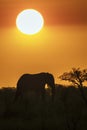 African bush elephant on sunset in Kruger National park