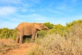 African Bush Elephant taking a dump and a wee at the same time