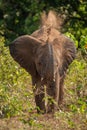 African Bush Elephant Tosses Earth Over Back