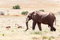 African Bush Elephant walking Royalty Free Stock Photo