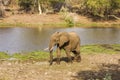 African bush elephant walking, in Kruger Park, South Africa Royalty Free Stock Photo