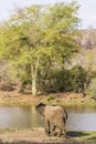 African bush elephant walking, in Kruger Park, South Africa Royalty Free Stock Photo