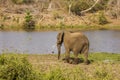 African bush elephant walking, in Kruger Park, South Africa Royalty Free Stock Photo