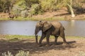 African bush elephant walking, in Kruger Park, South Africa Royalty Free Stock Photo