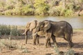 African bush elephant walking, in Kruger Park, South Africa Royalty Free Stock Photo