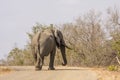 African bush elephant walking on the road, in Kruger Park, South Africa Royalty Free Stock Photo