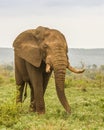 African bush elephant walking in savannah, wide angle Royalty Free Stock Photo