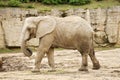 African bush elephant in zoo Royalty Free Stock Photo