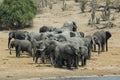 African Bush Elephants Royalty Free Stock Photo