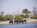 African bush elephants crossing Chobe river Royalty Free Stock Photo