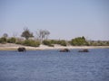 African bush elephants crossing Chobe river Royalty Free Stock Photo