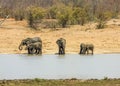 African bush elephants drinking, in Kruger Park, South Africa Royalty Free Stock Photo